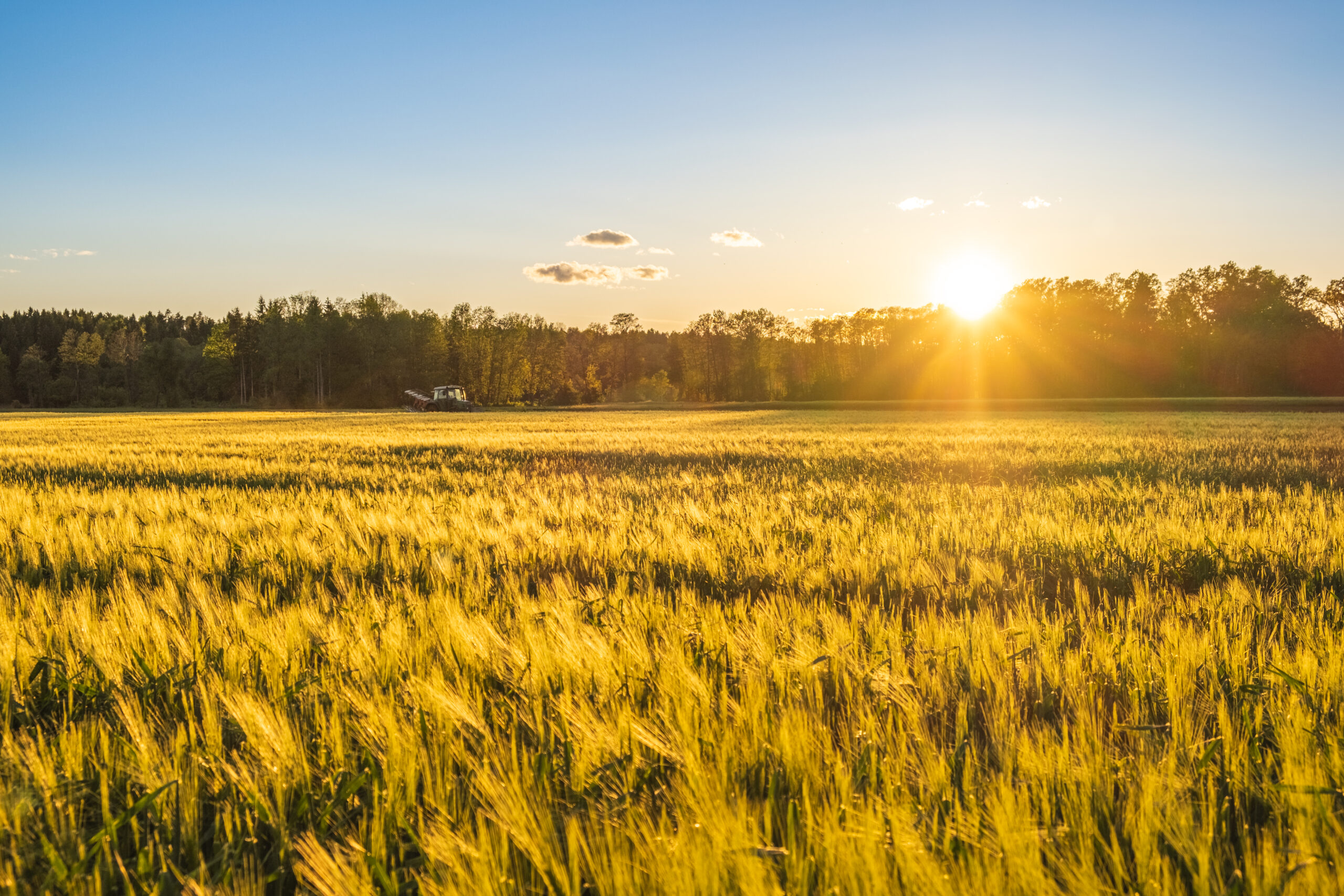 Green field in rural area. Landscape of agricultural cereal fields.